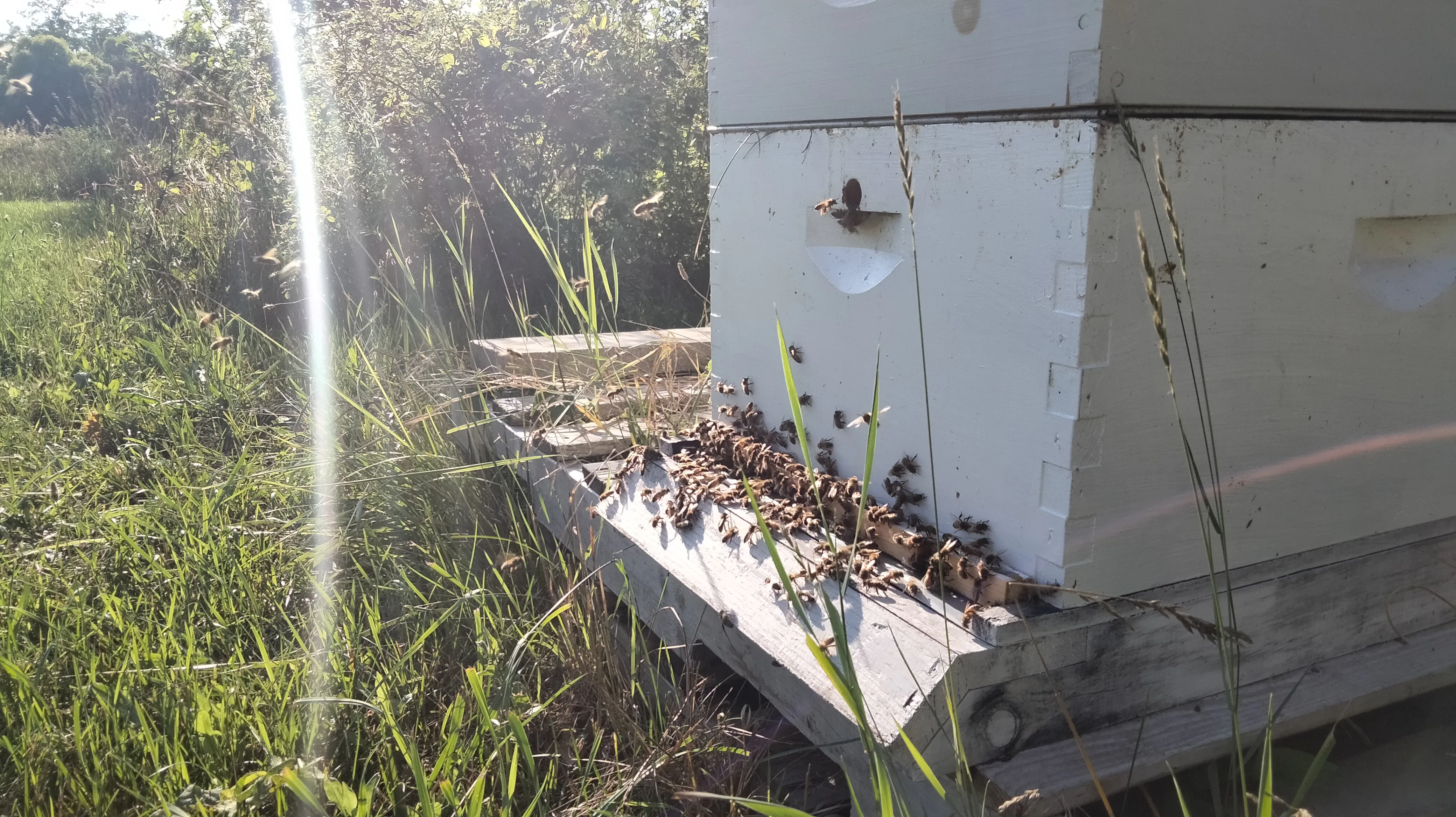 A honey bee colony with several dozen bees at the entrance. The colony guards are checking bees returning from foraging and in some cases preventing strangers from entering.