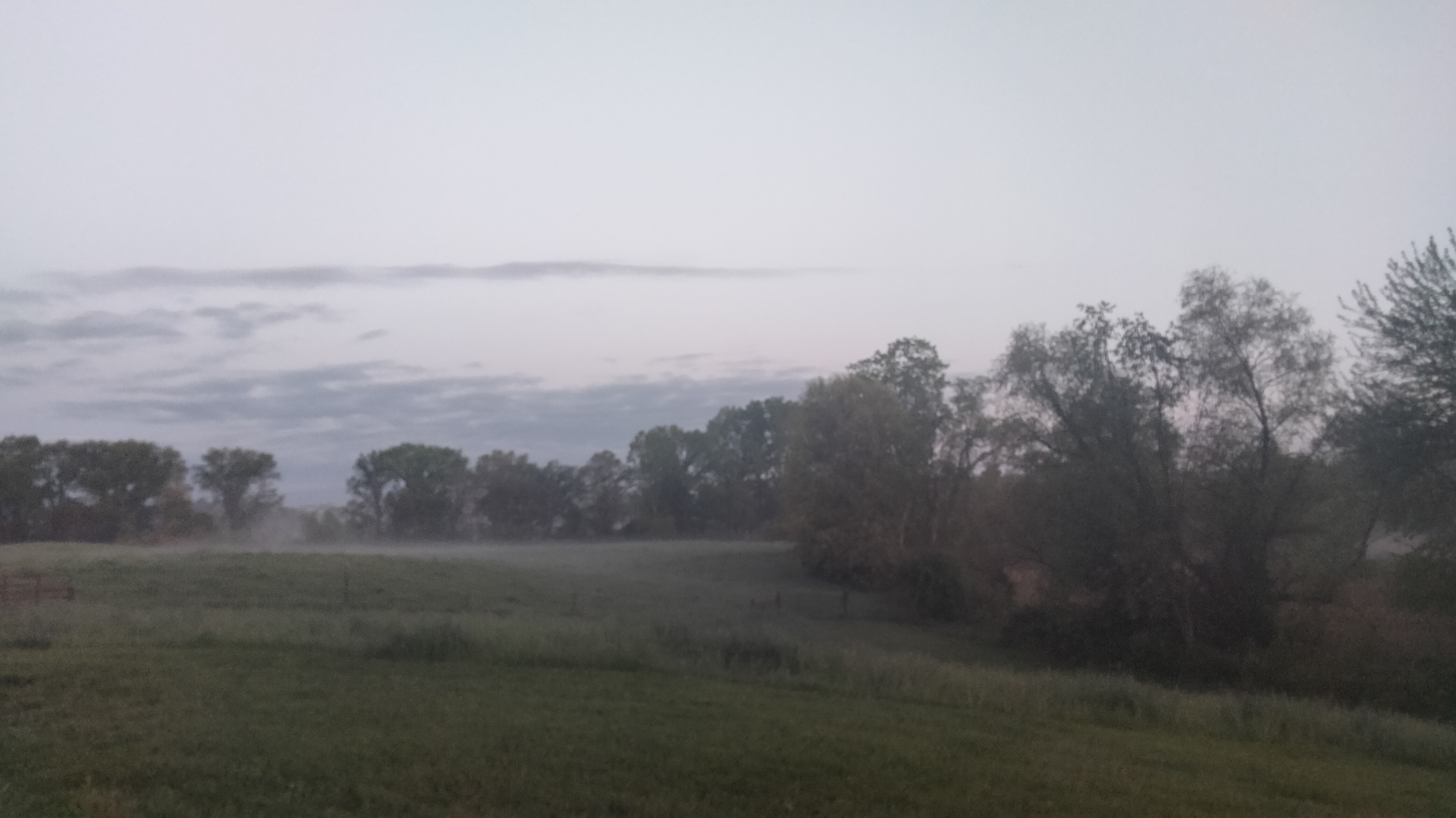 Mist rolls over small hills in a pasture surrounded by old growth oak, mulberry, cottonwood, and willow trees.