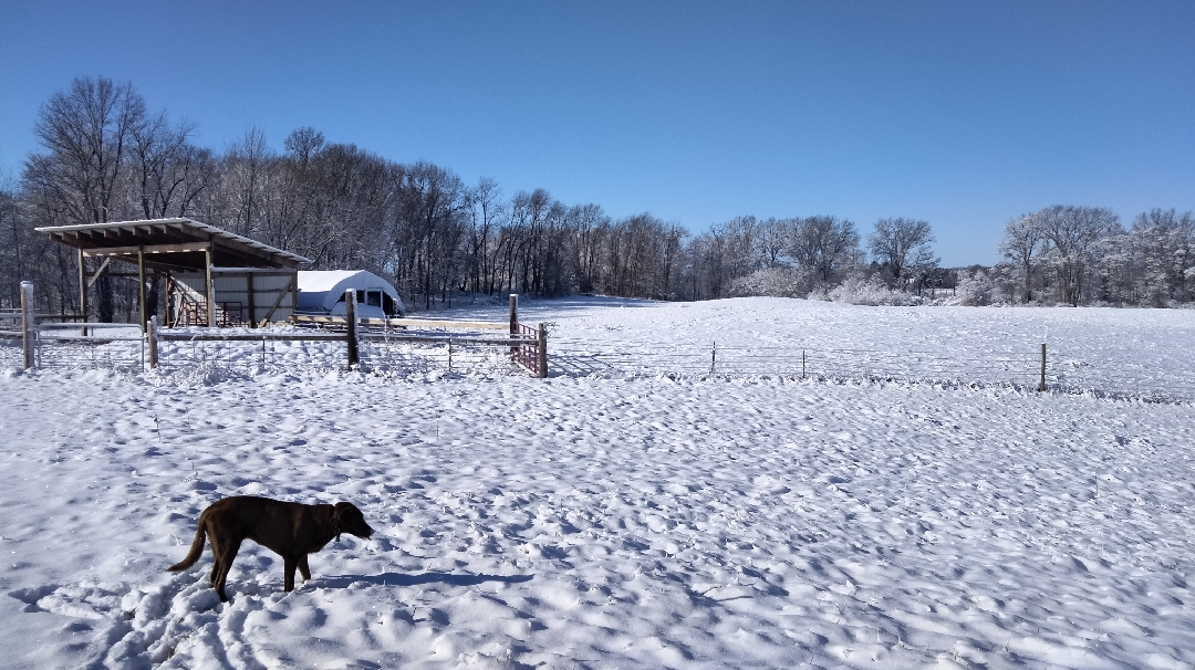 A landscape of snow is met by a bright, cloudless, blue sky. A dog is in the foreground.