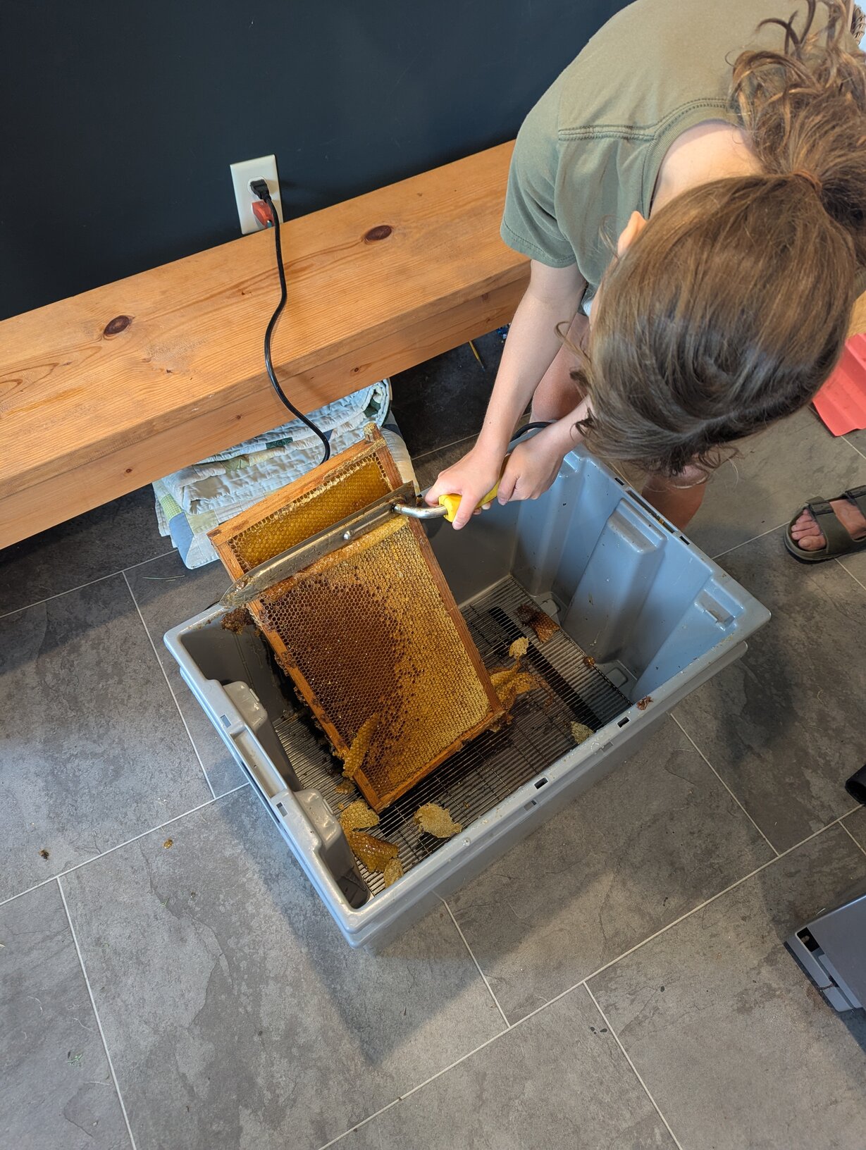 A young girl uses a hot knife on a frame of beeswax to uncap honey cells.
