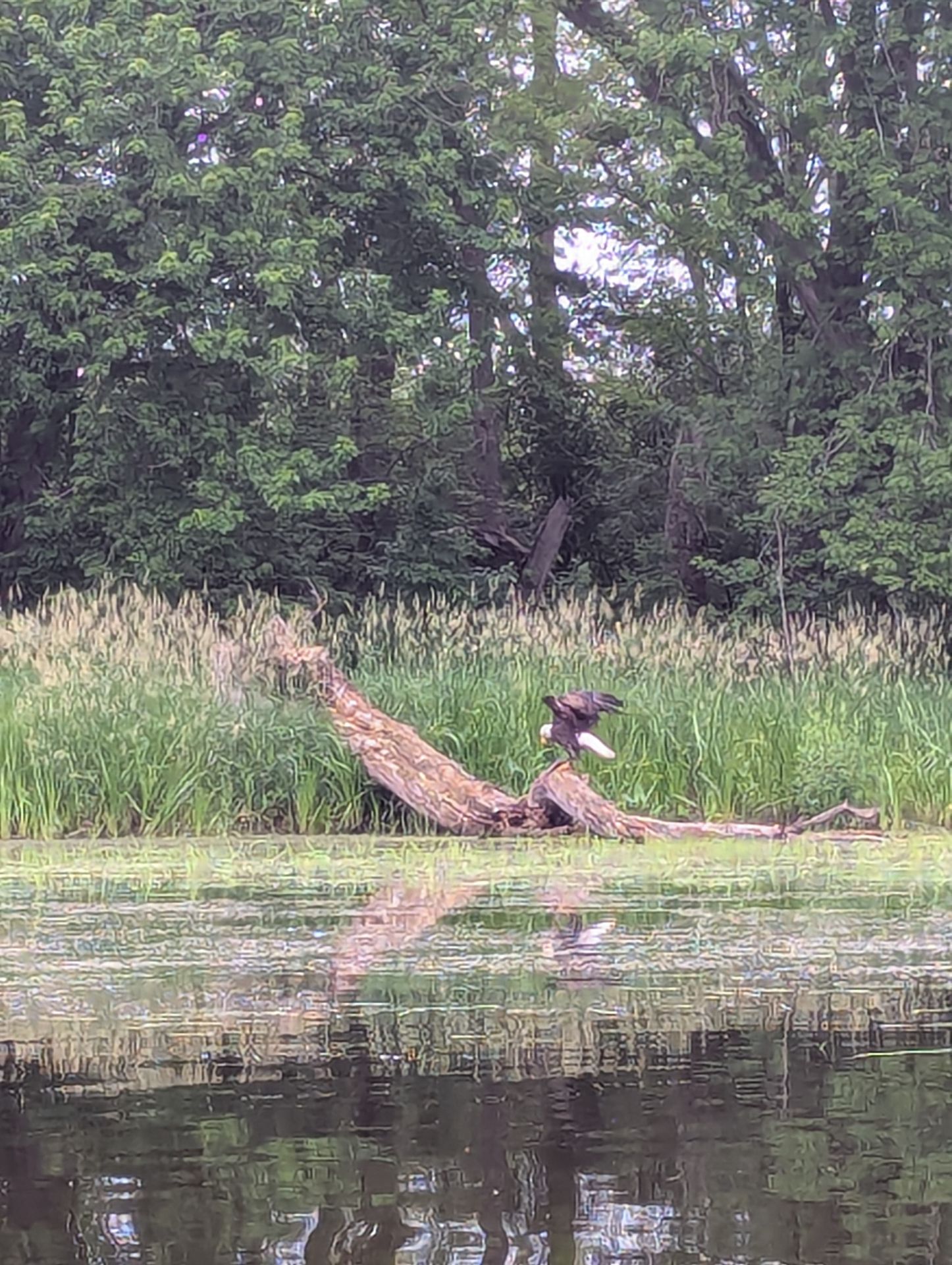 A bald eagle with its wings out standing on a dead fish, maybe a bass.