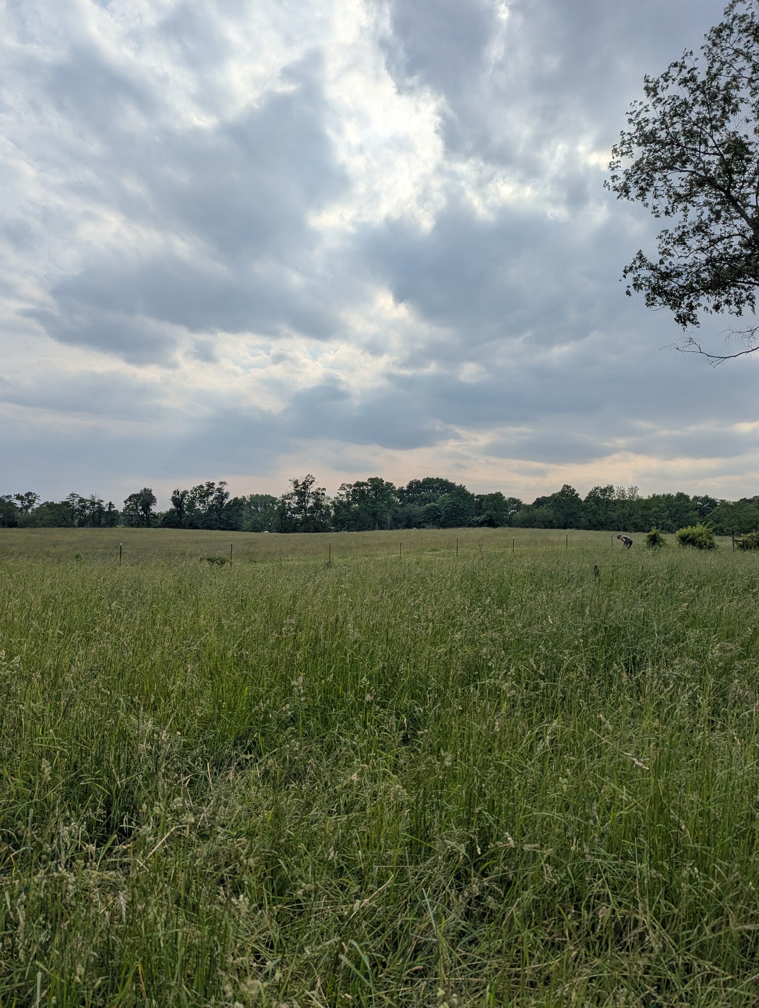 A grassy pasture. Dramatic lavender and gray clouds soar above the viewer. A large stand of trees is in the distance. A woman is working along a fence line in the middleground.